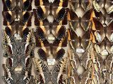 many different types of butterflies displayed in a display case