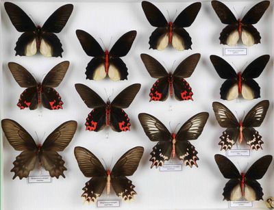 de nombreux papillons exposés dans une boîte