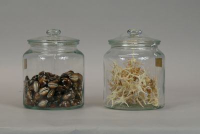 two glass jars with different types of mushrooms in them