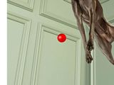 a dog that is jumping in the air with a red ball