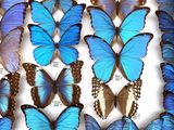 blue butterflies in a display case on a white surface