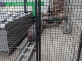 a cat that is sitting in a cage on the ground