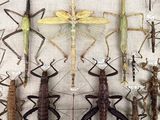 a lot of insects that are on display in a glass case