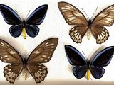 four butterflies are shown in a shadow box on a white surface