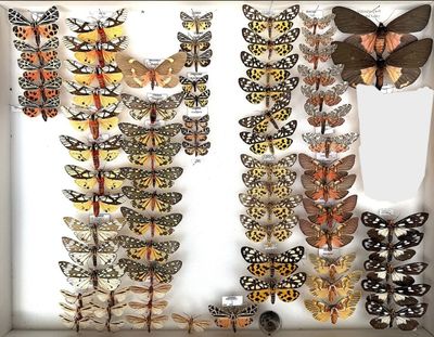many different types of butterflies displayed in a shadow box