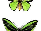 two green and black butterflies on a white background