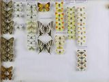 de nombreux types de papillons exposés dans un cadre en verre