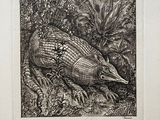 drawing of an armadiss in a field of grass and plants