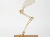 skeleton of a bird on a wooden base on a white background
