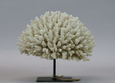 a white coral on a black stand on a white background