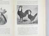 an open book with illustrations of chickens and dogs on it