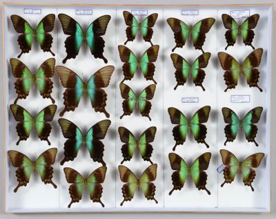 de nombreux papillons dans un cadre blanc