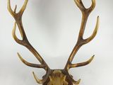 un gros plan d'une tête de cerf empaillée accrochée au mur