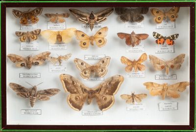 many different types of moths displayed in a display case