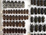 a lot of beetles on display in a glass case