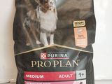 le chien se tient devant un sac de croquettes Pro Plan