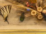 une photo d'une photo représentant un papillon et un papillon posé sur une table