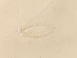 a picture of a white plate with a small worm inside of it