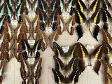 a lot of different types of butterflies on display