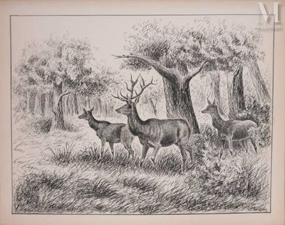 dessin représentant un groupe de cerfs dans un champ, avec des arbres en arrière-plan