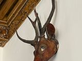 a deer head mounted on the wall of a room