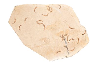 an image of a piece of stone with writing on it