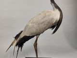 un oiseau posé sur un socle noir