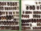 many different kinds of insects displayed in a display case