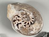 a fossilized shell with a small piece of rock in the background
