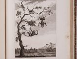 an old book with a drawing of monkeys hanging from a tree