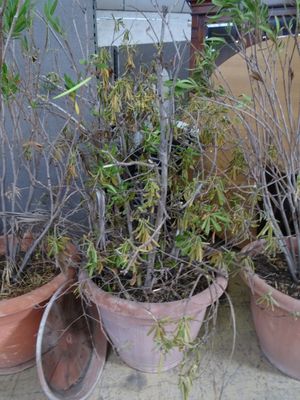 de nombreuses plantes en pot posées à même le sol