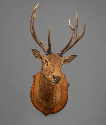 un gros plan sur la tête d'un cerf empaillée accrochée au mur