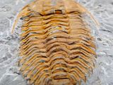 a close up of a triloptus fossil on a rock