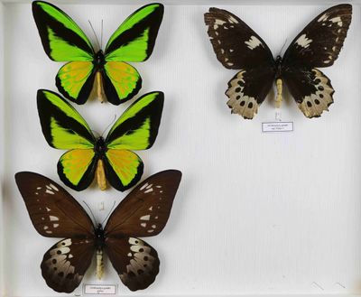 quatre papillons différents dans un cadre blanc, accompagnés d'étiquettes