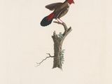 a bird that is sitting on top of a tree branch