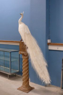 a white peacock that is standing on a wooden pole