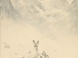 dessin représentant une chèvre de montagne dans la neige, avec une montagne en arrière-plan