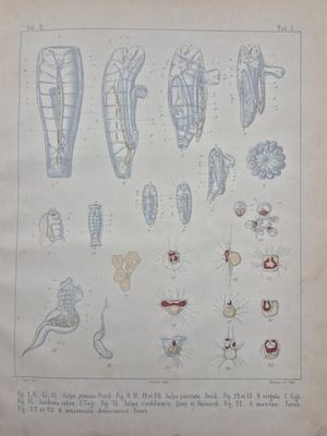 an old book with a drawing of different types of animals