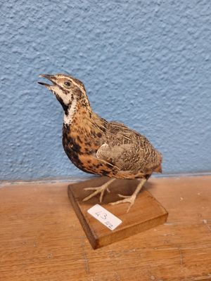 [Taxidermie] Caille de Chine mâle au chant - Synoicus chinen…