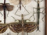 a lot of insects that are on display in a wooden frame