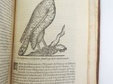 an open book with a drawing of a bird on it