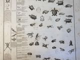 many different types of insects on this page