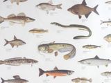 many different types of fish on this page