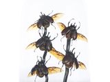 five beetles under a glass dome on a wooden base