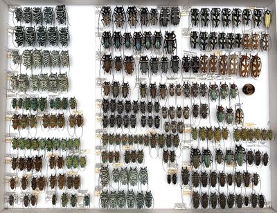 a lot of bugs that are hanging on the wall