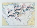 a lot of fish that are on this map