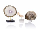 three different types of fossil specimens on stands on a white surface