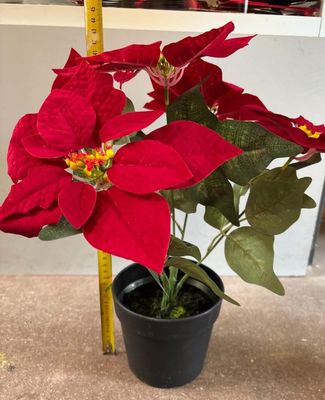 une petite plante en pot avec des fleurs rouges