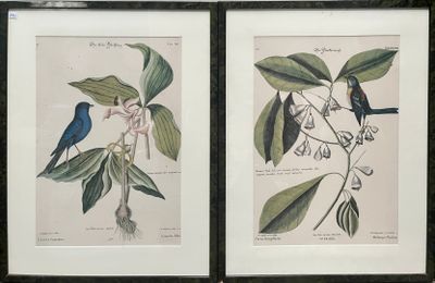two framed pictures of birds sitting on a tree branch