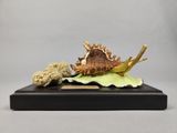 un coquillage et un morceau de nourriture sur une table